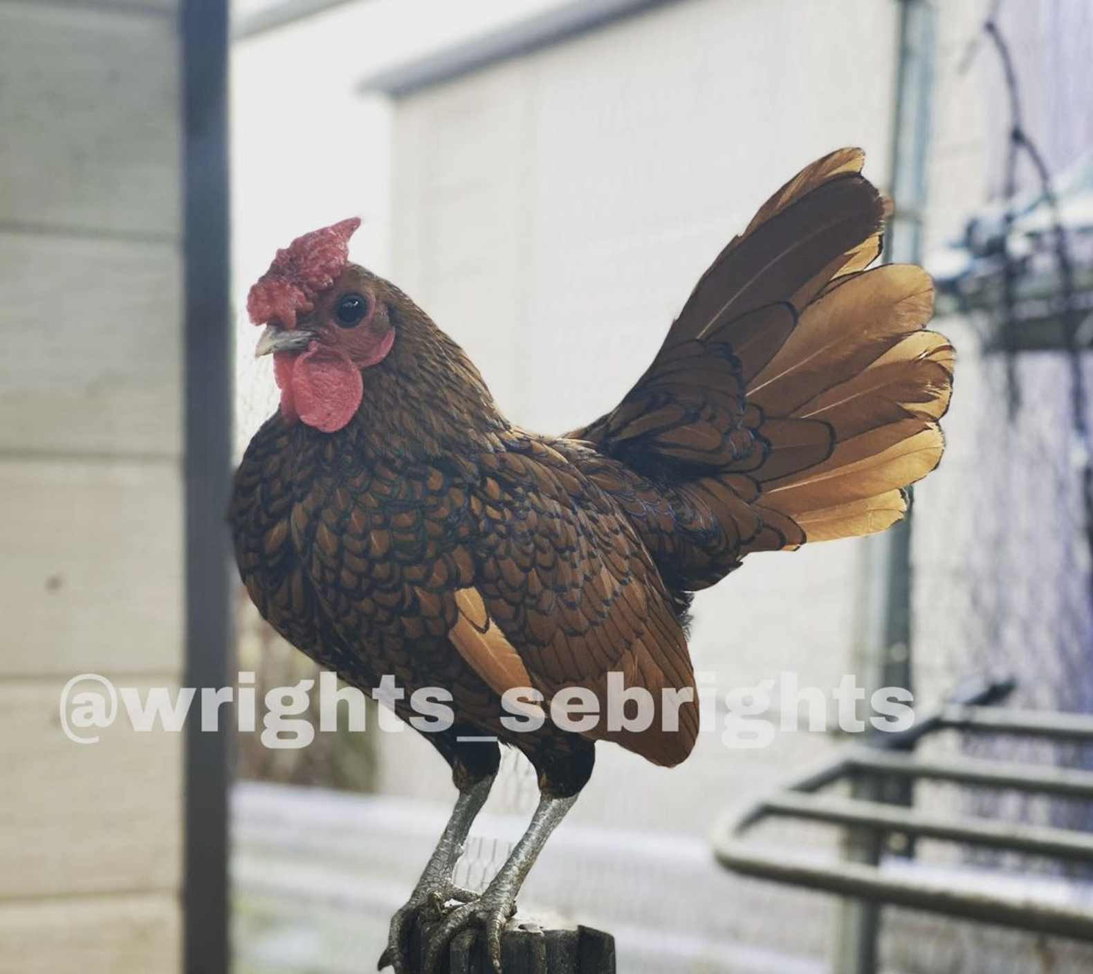 Sebright Bantams: Tiny Jewels in the Poultry World